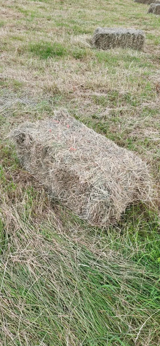Hay - Image 2