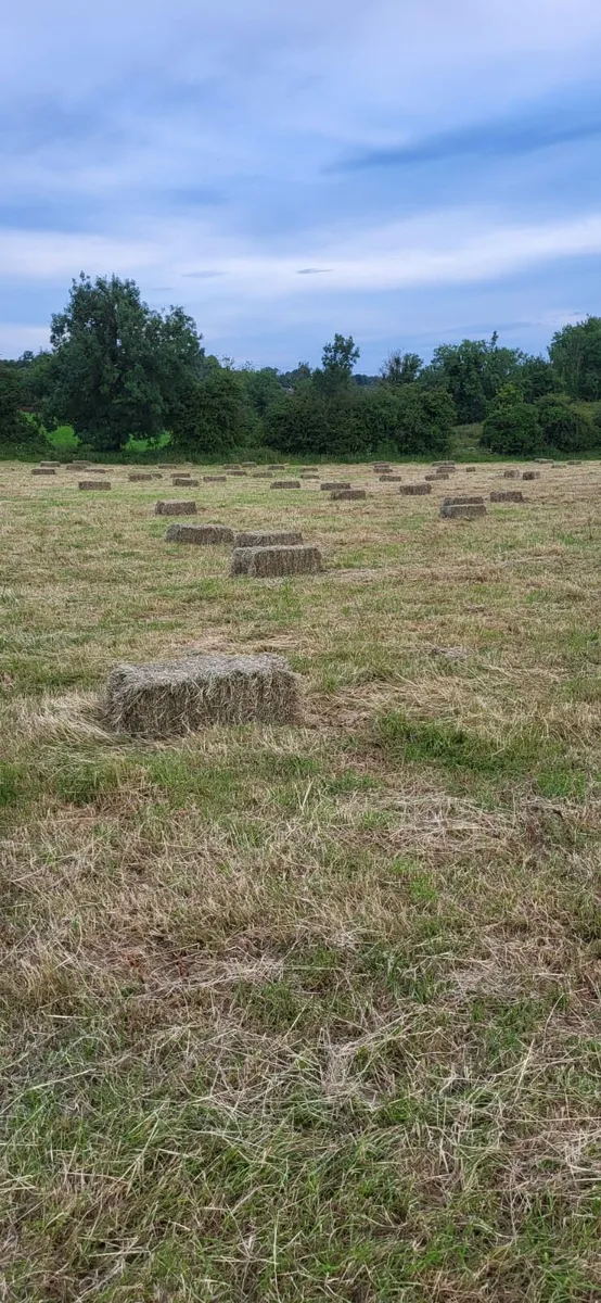 Hay - Image 3