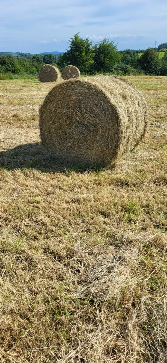 Hay - Image 4