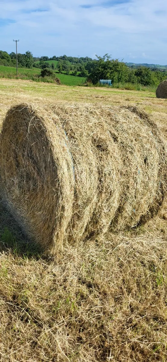Hay - Image 1