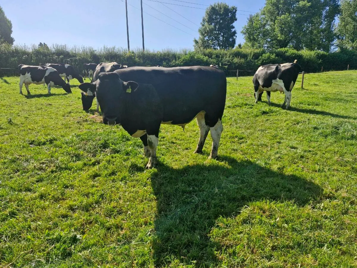 Pure Bred British Fresian Bull - Image 2