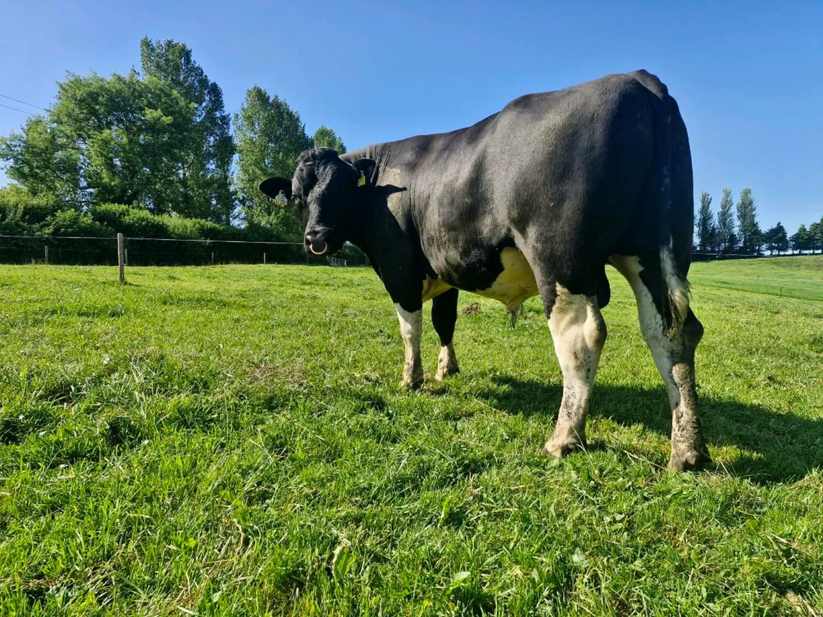 Pure Bred British Fresian Bull - Image 3