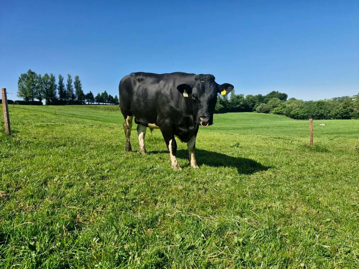 Pure Bred British Fresian Bull - Image 1