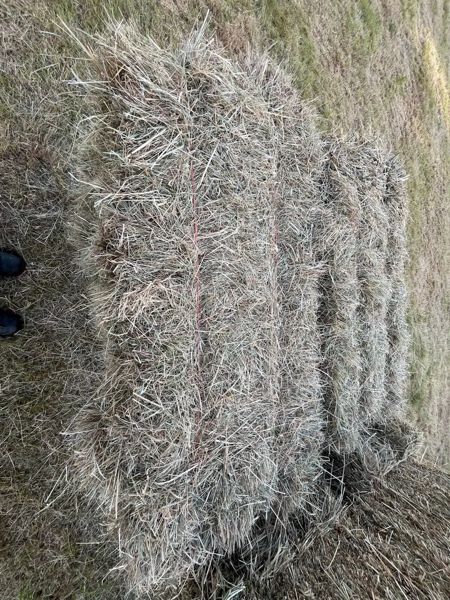 Organic Hay Square bales - Image 1