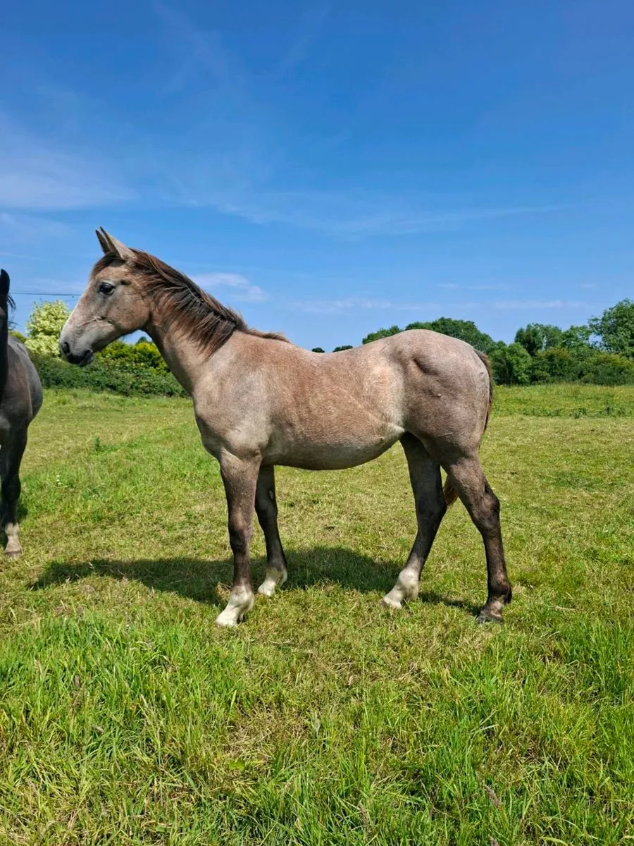 Irish draught yearlings - Image 1