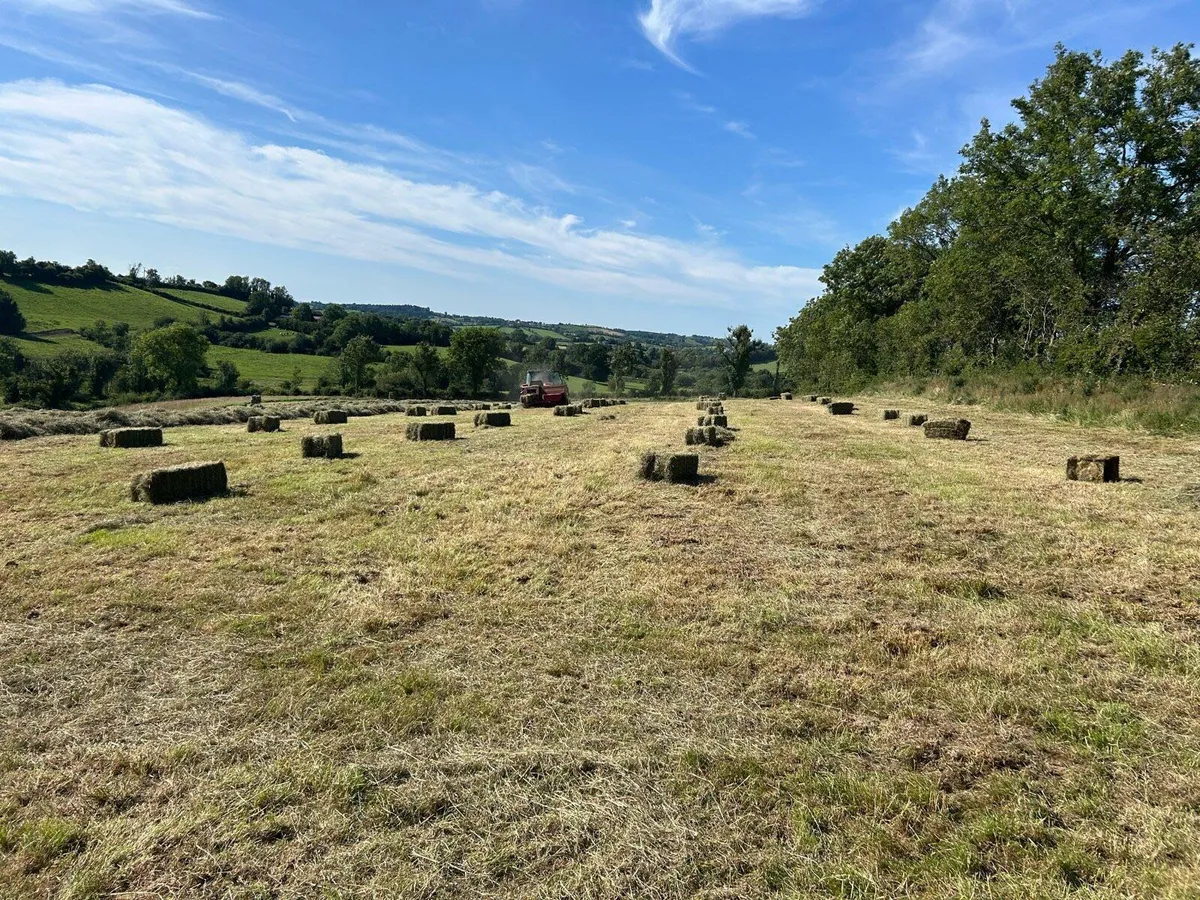 Organic Hay round and square bales - Image 3