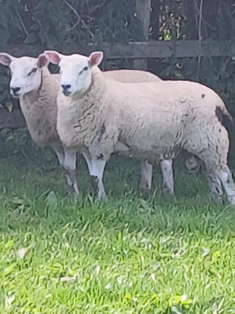 Strong Ram Lambs - Image 2