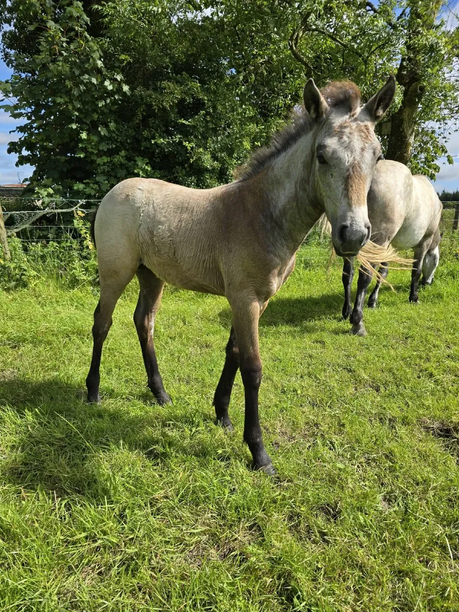 Ponies - Image 2