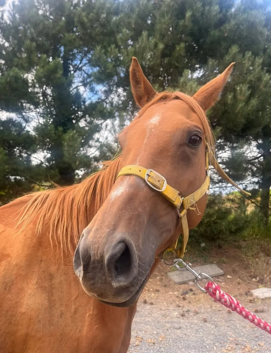 3 year old chestnut filly - Image 2