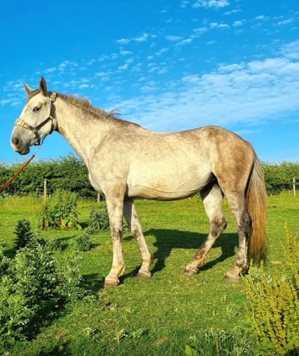 6 year old Irish draft mare in foal - Image 1
