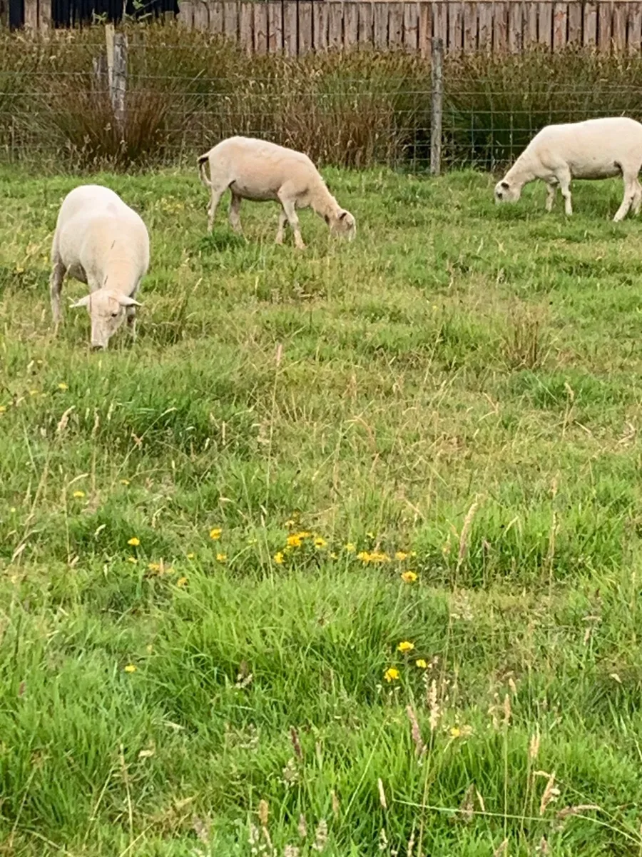 Easycare Hoggets - Image 4