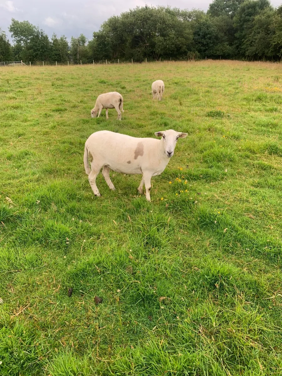 Easycare Hoggets - Image 1