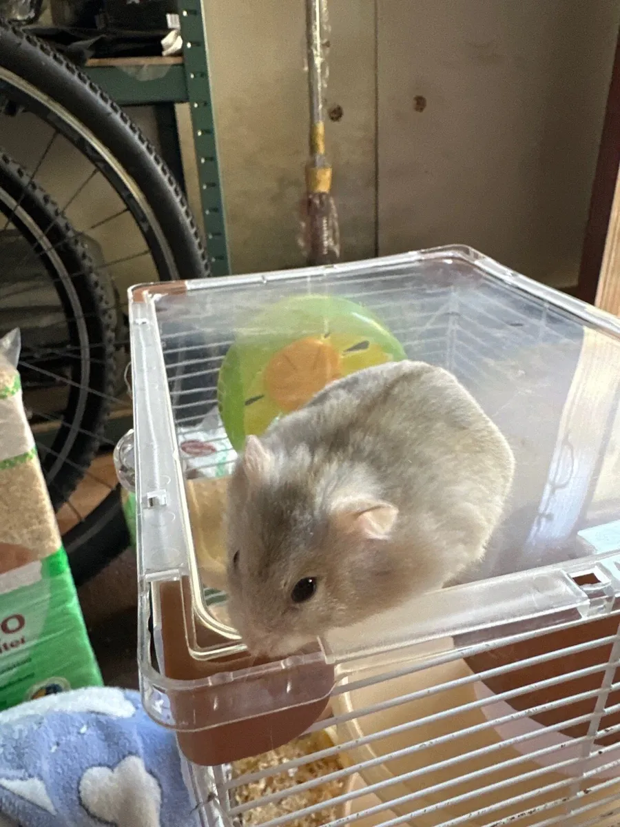 Hamsters - Image 1