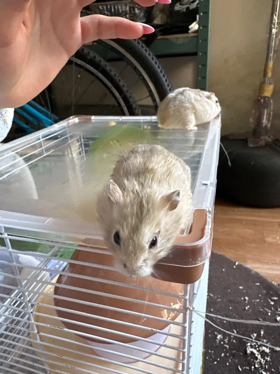 Hamsters - Image 2