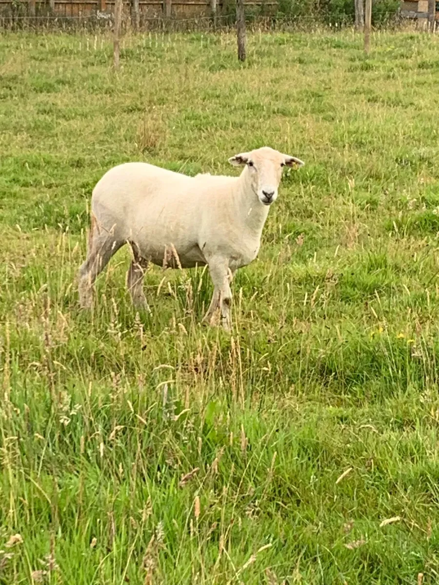 Easycare Hoggets - Image 2