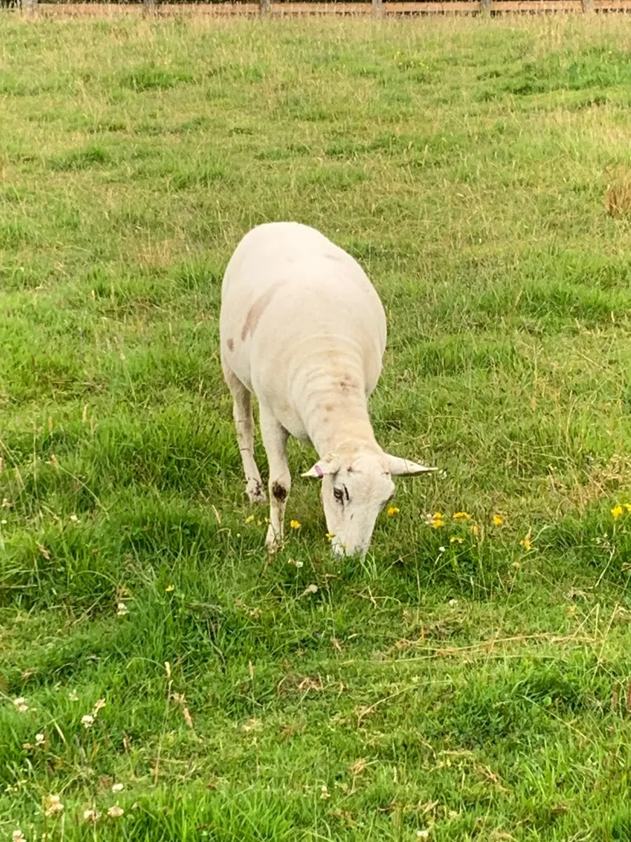 Easycare Hoggets - Image 3