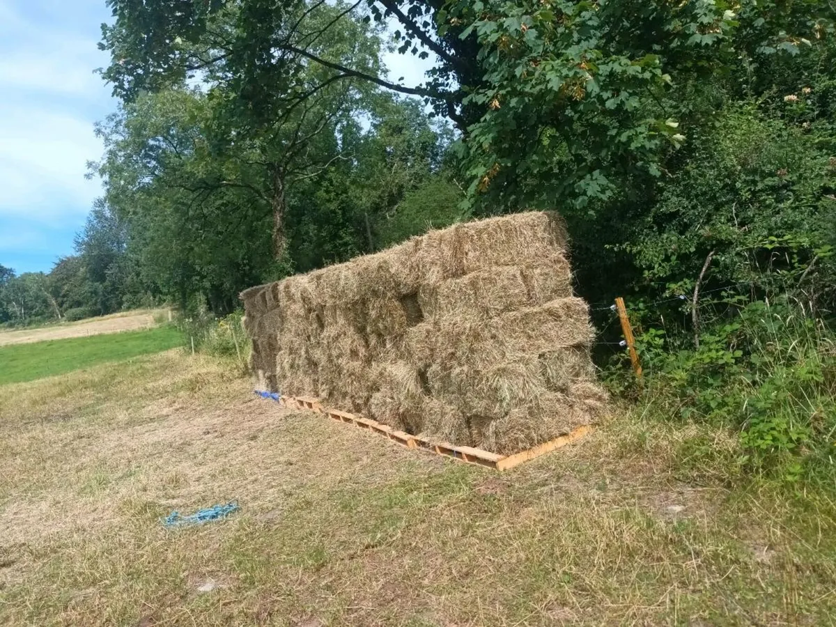 Hay