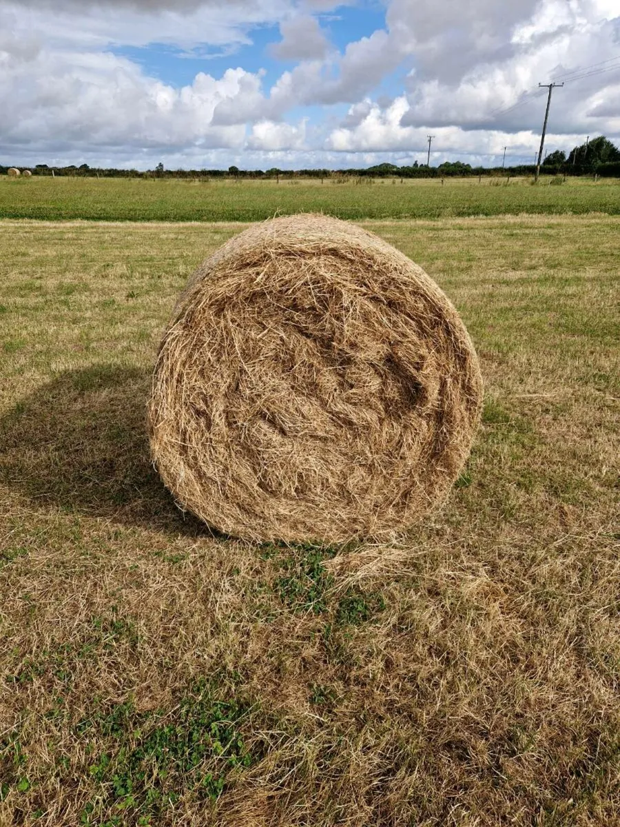 Hay - Image 1