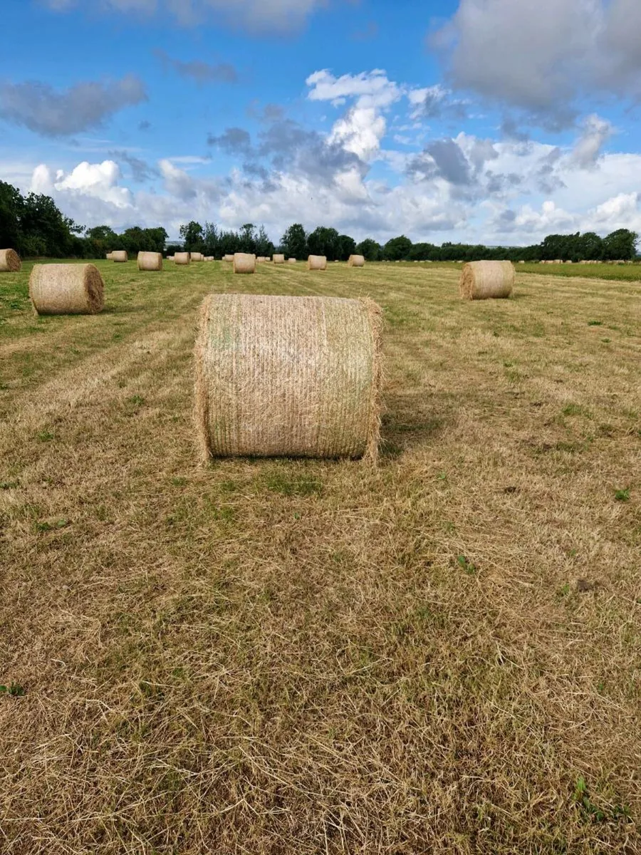 Hay - Image 2