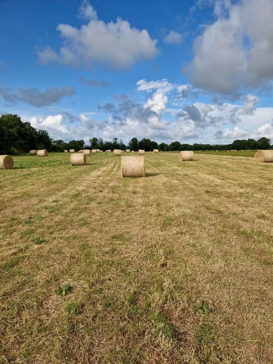 Hay - Image 3