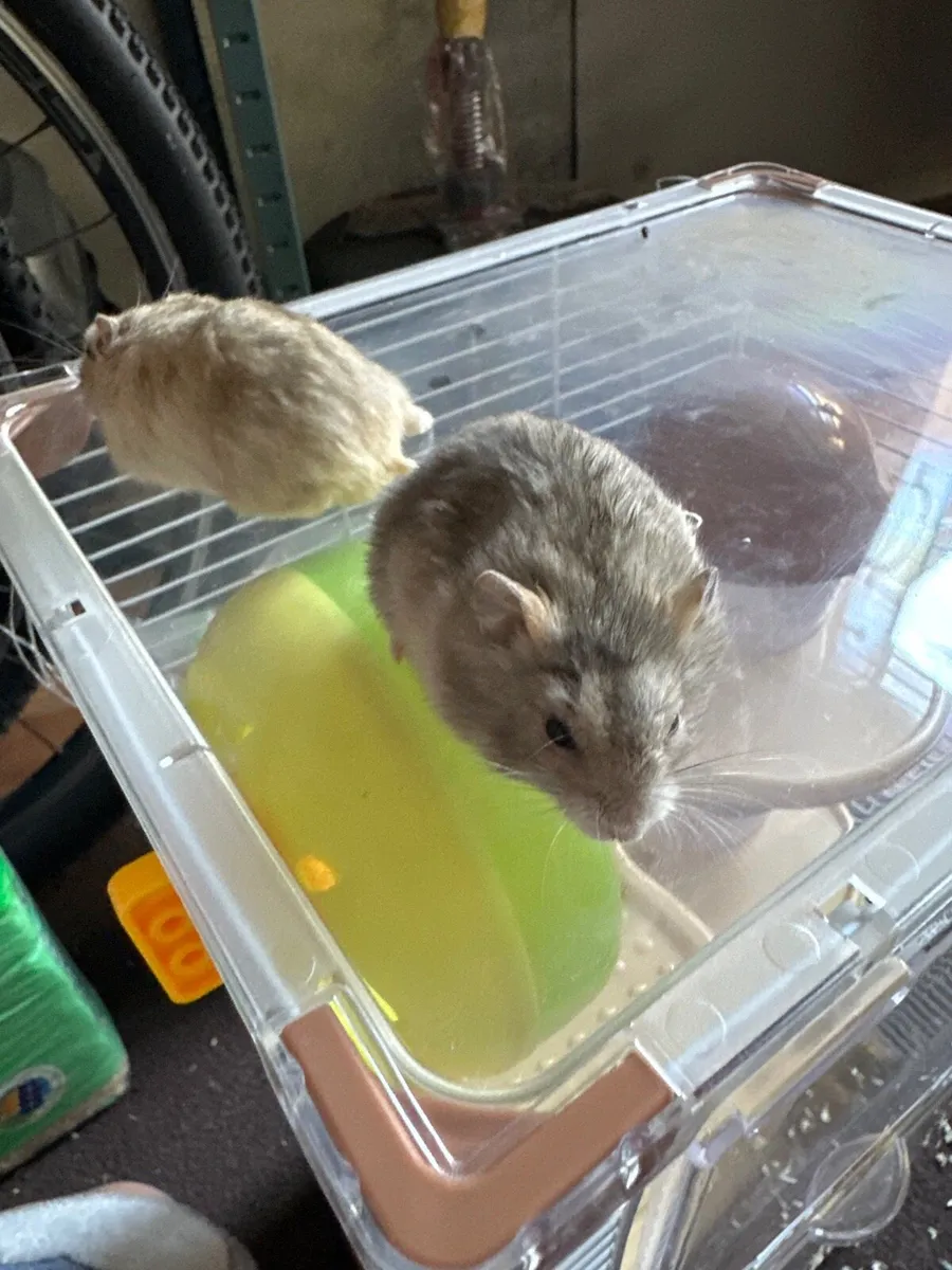 Hamsters - Image 3