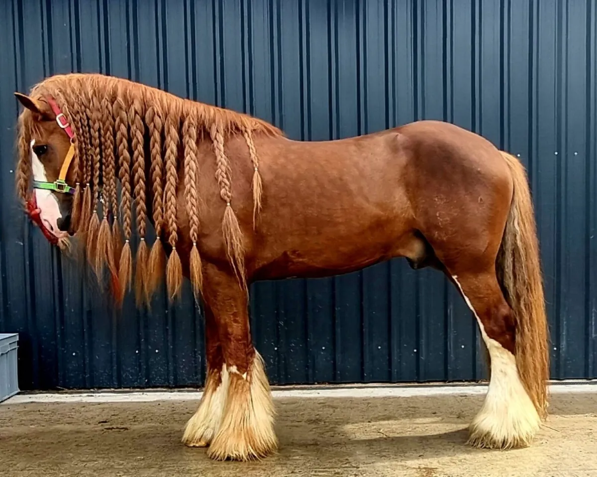 6 year old Irish draft mare in foal - Image 2