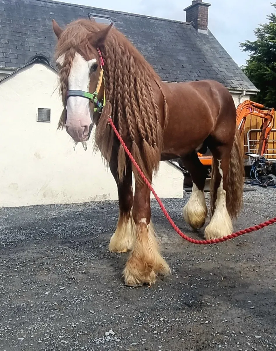 6 year old Irish draft mare in foal - Image 3