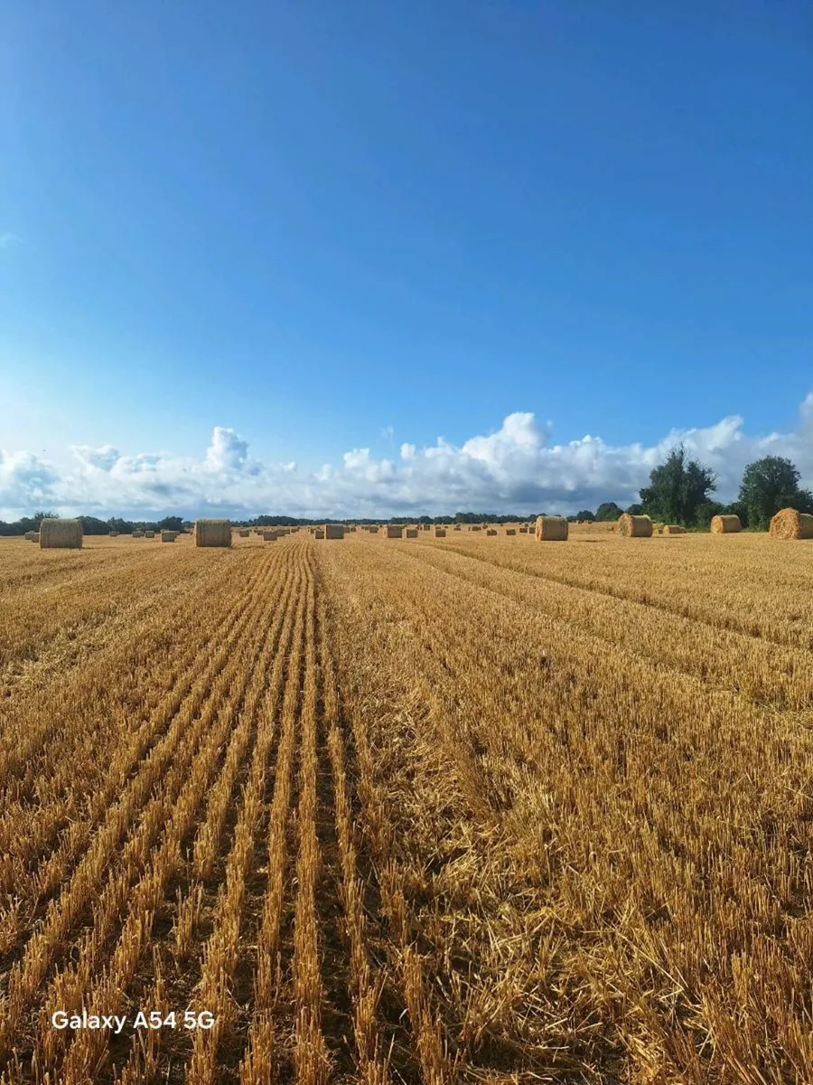 Barley straw - Image 1