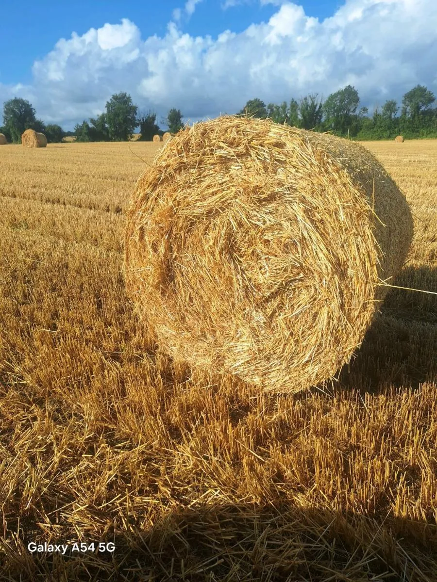 Barley straw - Image 2