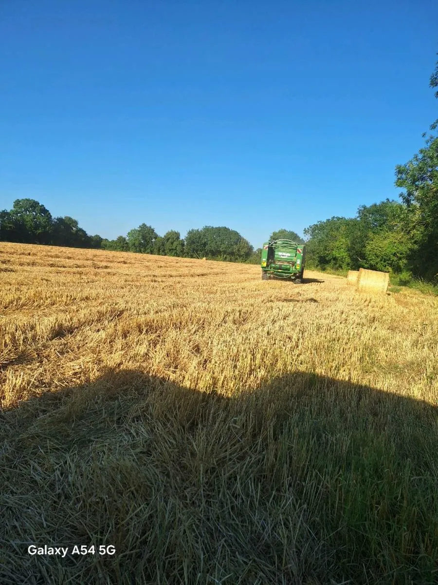 Barley straw - Image 4