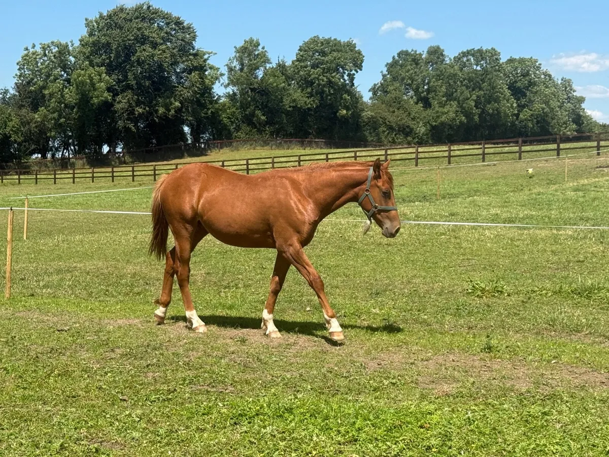 Yearling Irish Sport Horse(TIH) - Image 1