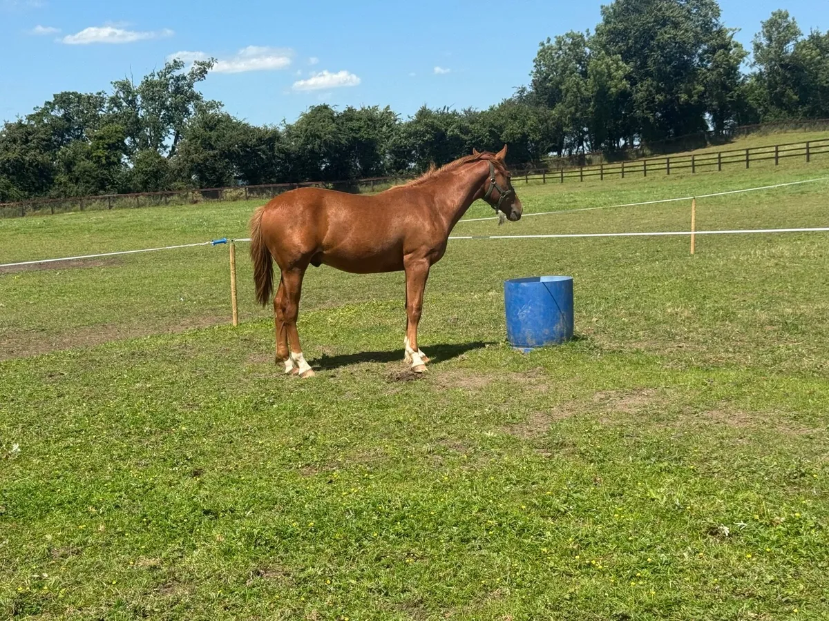 Yearling Irish Sport Horse(TIH) - Image 2