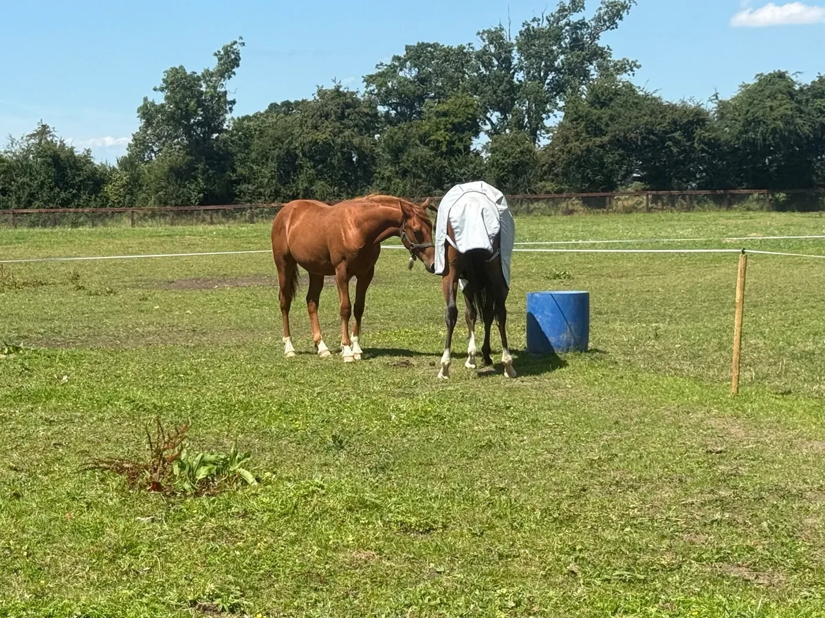 Yearling Irish Sport Horse(TIH) - Image 3