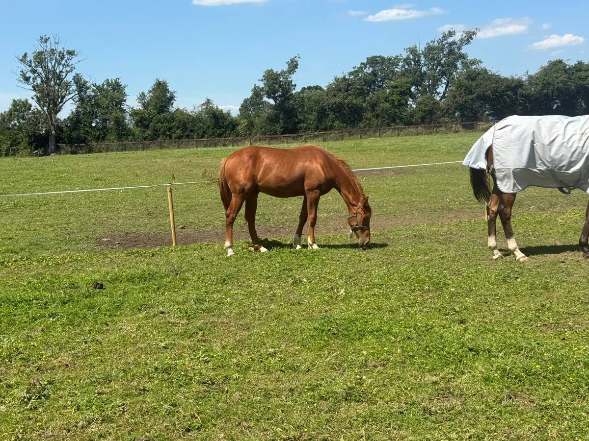 Yearling Irish Sport Horse(TIH) - Image 4