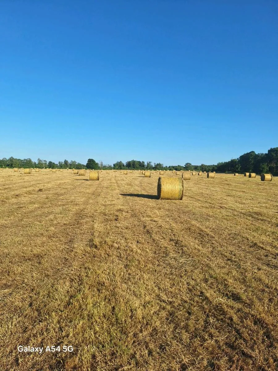 Hay for sale - Image 1