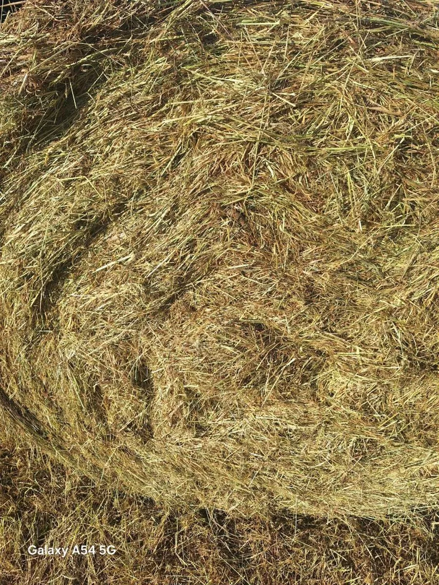 Hay for sale - Image 2