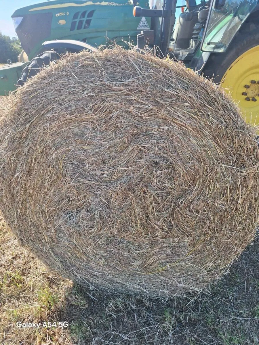 Hay for sale - Image 3