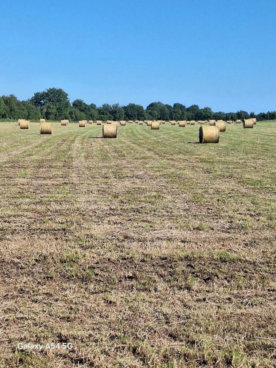 Hay for sale - Image 4