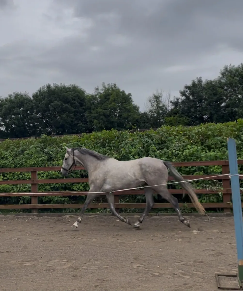16h 4yo event prospect by Rebel Mountain - Image 2