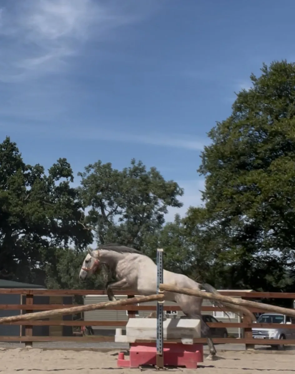 16h 4yo event prospect by Rebel Mountain - Image 3