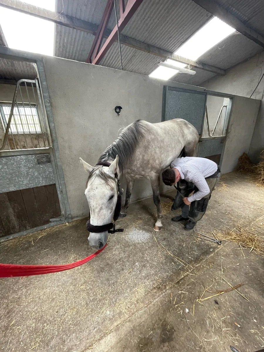 16h 4yo event prospect by Rebel Mountain - Image 4
