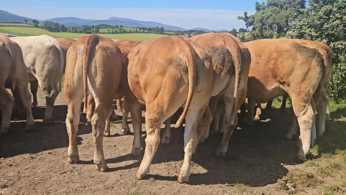 35 Super Heifers 340-390kgs. - Image 1