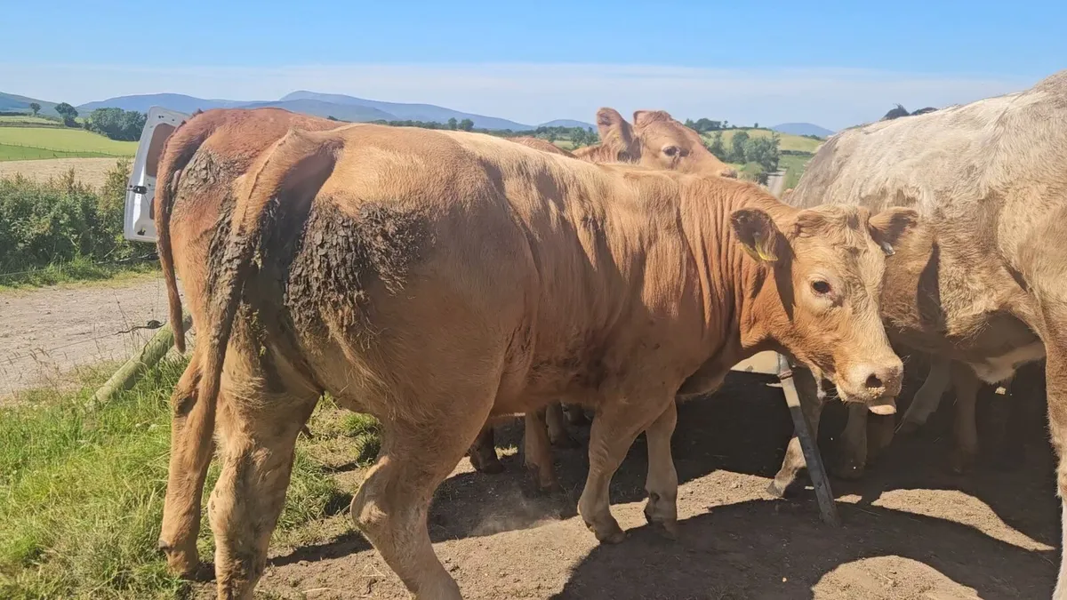 35 Super Heifers 340-390kgs. - Image 3