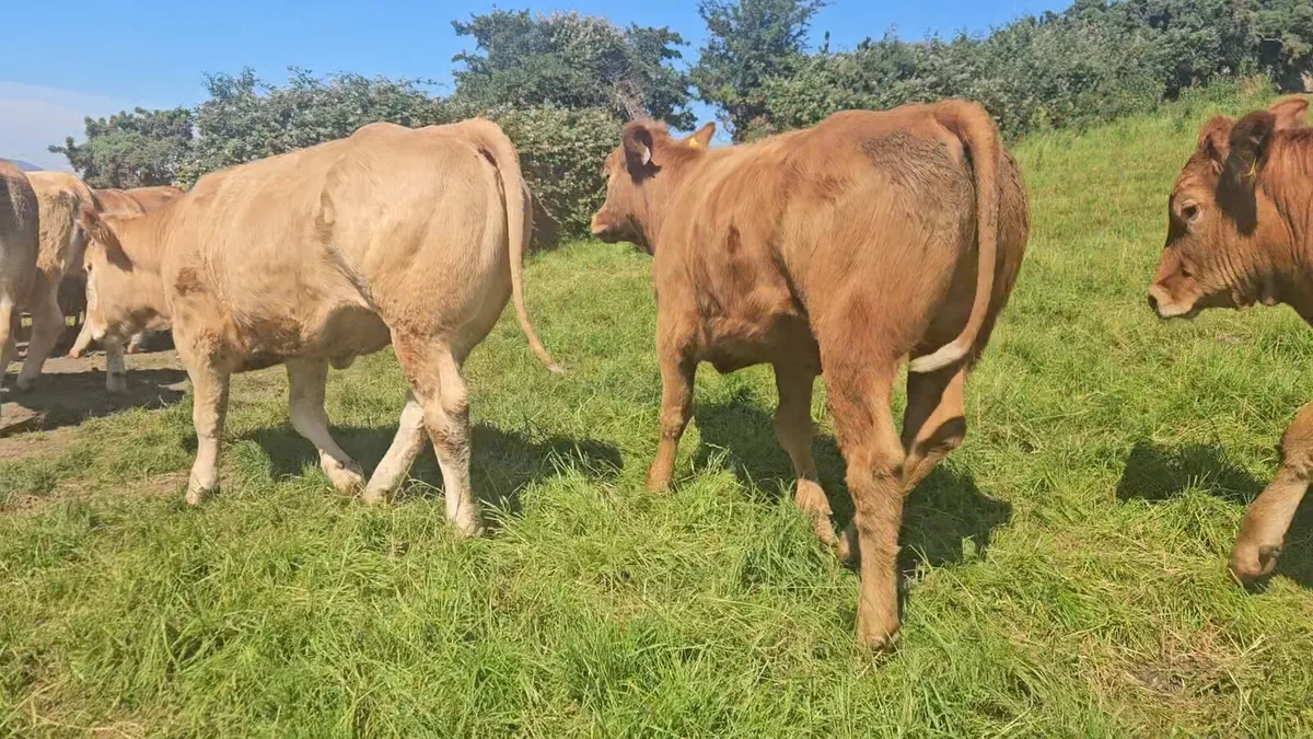 35 Super Heifers 340-390kgs. - Image 4