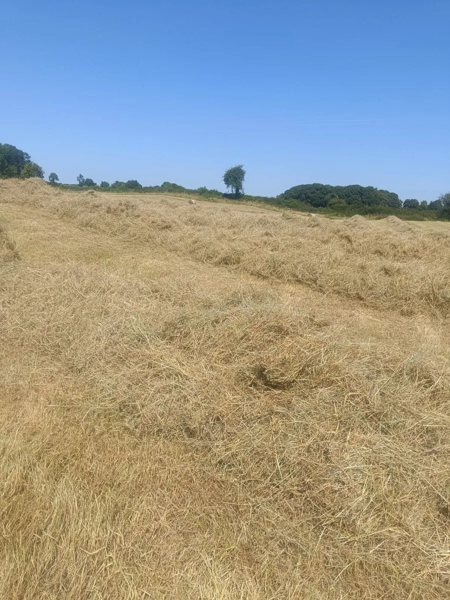 Bedding and feed - Image 4