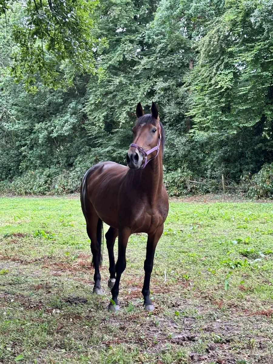 4yrs Mare by SLIGO CANDY BOY X TAJRAASI’S JANE - Image 2