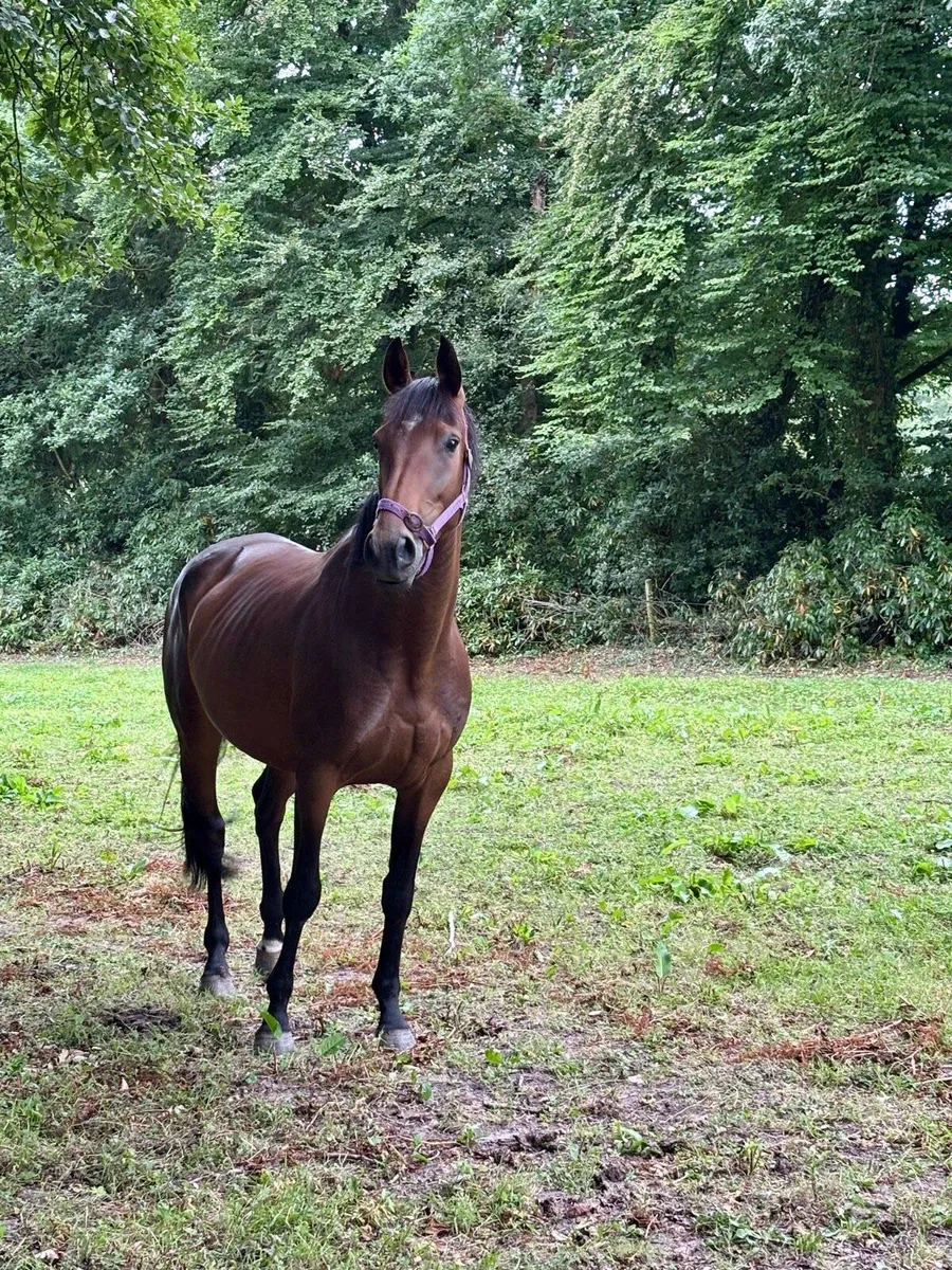 4yrs Mare by SLIGO CANDY BOY X TAJRAASI’S JANE - Image 3