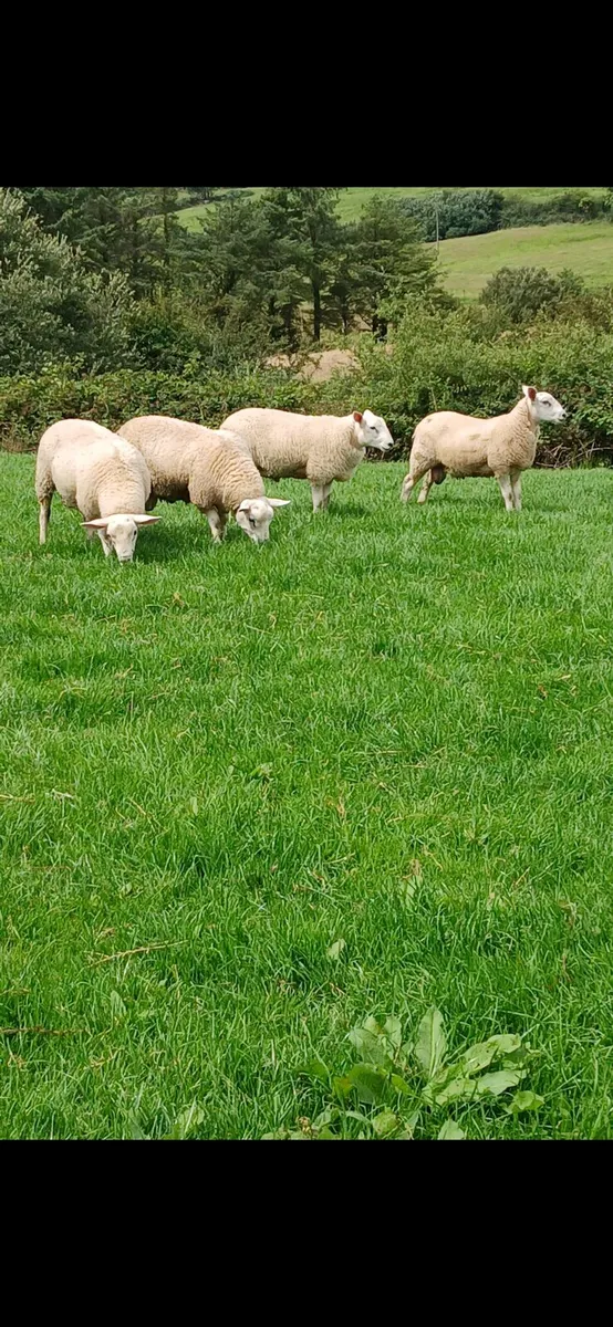 Strong Ram Lambs - Image 3