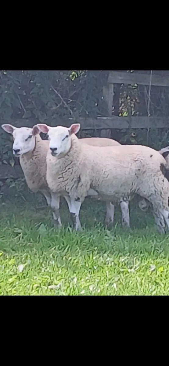 Strong Ram Lambs - Image 4