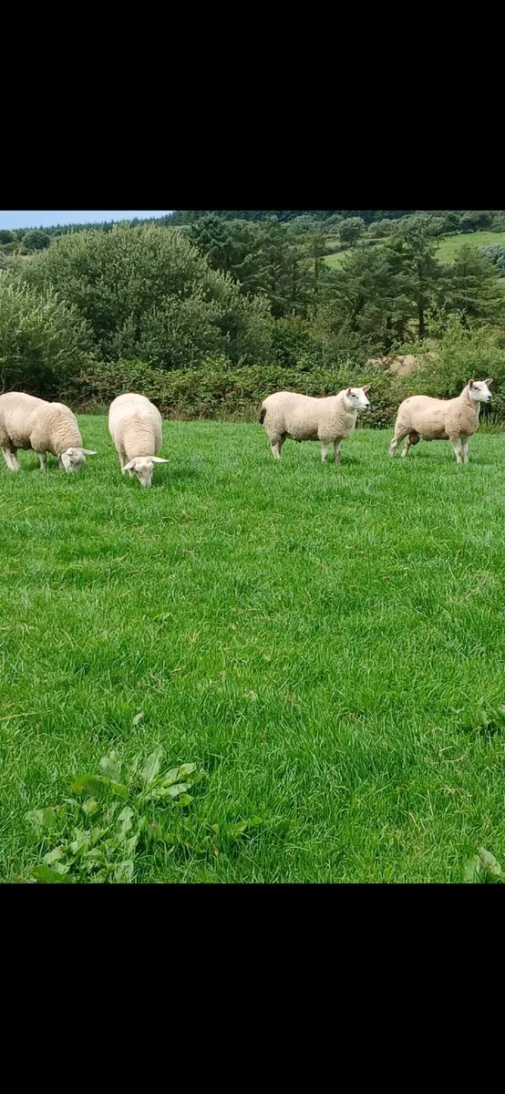 Strong Ram Lambs - Image 1